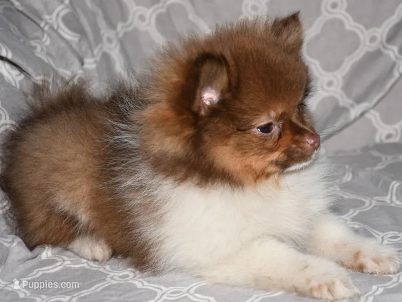 Pumpernickel – Pomeranian puppy for sale in Potsdam, NY
