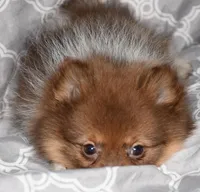 Pumpernickel, a male Pomeranian for sale in Potsdam, NY – Photo 3 of 9
