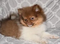 Pumpernickel, a male Pomeranian for sale in Potsdam, NY – Photo 4 of 9