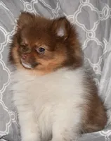 Pumpernickel, a male Pomeranian for sale in Potsdam, NY – Photo 2 of 9