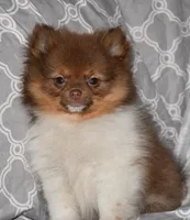 Pumpernickel, a male Pomeranian for sale in Potsdam, NY – Photo 6 of 9