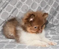 Pumpernickel, a male Pomeranian for sale in Potsdam, NY – Photo 9 of 9