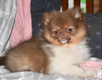 Pumpernickel, a male Pomeranian for sale in Potsdam, NY – Photo 7 of 9