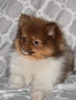 Pumpernickel, a male Pomeranian for sale in Potsdam, NY – Photo 5 of 9