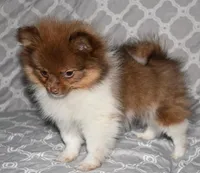 Pumpernickel, a male Pomeranian for sale in Potsdam, NY – Photo 8 of 9