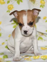 Mina, a female Rat Terrier for sale in Potsdam, NY – 2 of 9