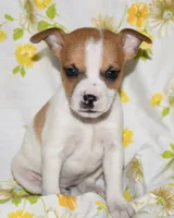 Mina, a female Rat Terrier for sale in Potsdam, NY – 3 of 9