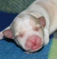 Marnie, a female Rat Terrier for sale in Potsdam, NY – Photo 1 of 6