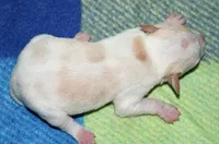 Marnie, a female Rat Terrier for sale in Potsdam, NY – Photo 6 of 6