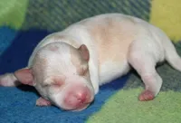 Marnie, a female Rat Terrier for sale in Potsdam, NY – Photo 4 of 6