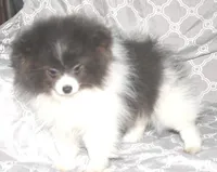 Denim, a male Pomeranian for sale in Potsdam, NY – Photo 7 of 10
