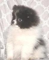 Denim, a male Pomeranian for sale in Potsdam, NY – Photo 4 of 10