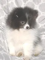 Denim, a male Pomeranian for sale in Potsdam, NY – Photo 5 of 10