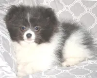 Denim, a male Pomeranian for sale in Potsdam, NY – Photo 6 of 10