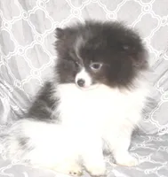 Denim, a male Pomeranian for sale in Potsdam, NY – Photo 9 of 10