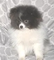 Denim, a male Pomeranian for sale in Potsdam, NY – Photo 8 of 10