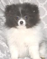 Denim, a male Pomeranian for sale in Potsdam, NY – Photo 3 of 10