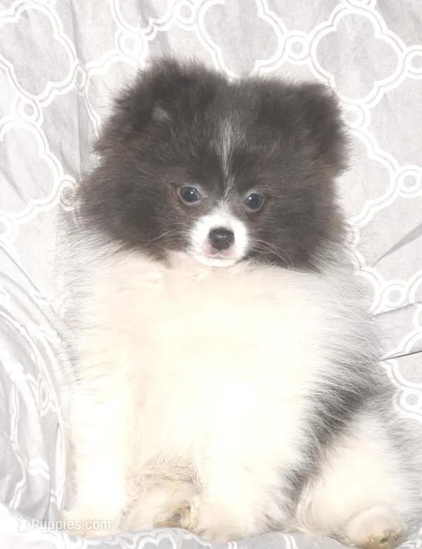 Denim – Pomeranian puppy for sale in Potsdam, NY