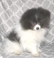 Denim, a male Pomeranian for sale in Potsdam, NY – Photo 10 of 10