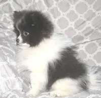 Denim, a male Pomeranian for sale in Potsdam, NY – Photo 2 of 10