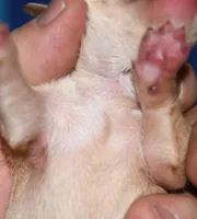 Molly, a female Rat Terrier for sale in Potsdam, NY – Photo 7 of 7