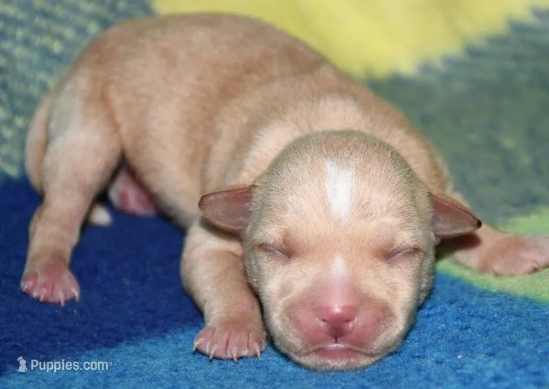 Molly – Rat Terrier puppy for sale in Potsdam, NY