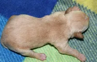 Molly, a female Rat Terrier for sale in Potsdam, NY – Photo 6 of 7