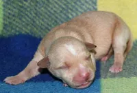 Molly, a female Rat Terrier for sale in Potsdam, NY – Photo 4 of 7