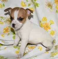 Mina, a female Rat Terrier for sale in Potsdam, NY – 4 of 9