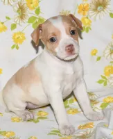 Marnie, a female Rat Terrier for sale in Potsdam, NY – 3 of 10