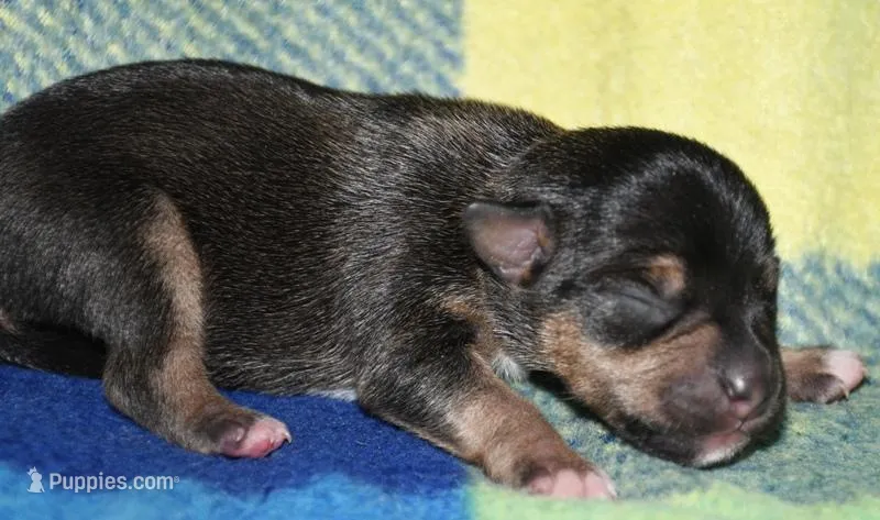 Monty – Rat Terrier puppy for sale in Potsdam, NY