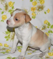 Marnie, a female Rat Terrier for sale in Potsdam, NY – 4 of 10