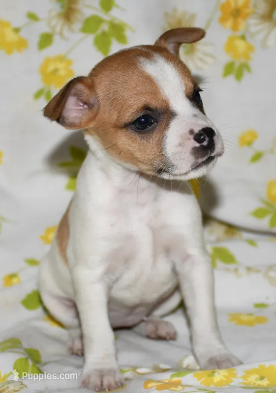 Mina – Rat Terrier puppy for sale in Potsdam, NY