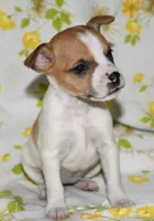 Mina, a female Rat Terrier for sale in Potsdam, NY – 1 of 9