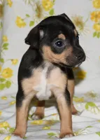 Monty, a male Rat Terrier for sale in Potsdam, NY – 4 of 9