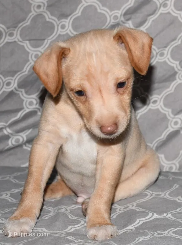 Baffin – Rat Terrier puppy for sale in Potsdam, NY