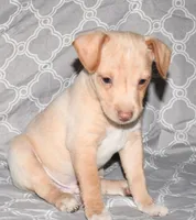 Baffin, a male Rat Terrier for sale in Potsdam, NY – Photo 3 of 6