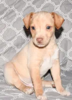 Baffin, a male Rat Terrier for sale in Potsdam, NY – Photo 4 of 6