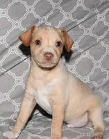 Baffin, a male Rat Terrier for sale in Potsdam, NY – Photo 2 of 6