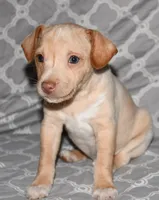 Baffin, a male Rat Terrier for sale in Potsdam, NY – Photo 6 of 6