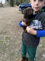 Rocky, a male Labrador Retriever for sale in Mayo, FL – Photo 1 of 3