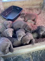Reese, a female Labrador Retriever for sale in Mayo, FL – Photo 5 of 5