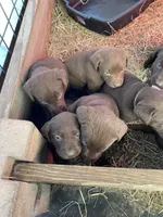 Reese, a female Labrador Retriever for sale in Mayo, FL – Photo 2 of 5