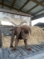 Silver, a male Labrador Retriever for sale in Mayo, FL – Photo 4 of 6