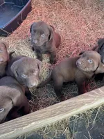 Reese, a female Labrador Retriever for sale in Mayo, FL – Photo 4 of 5