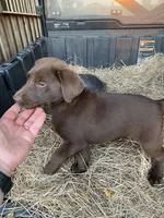 Silver, a male Labrador Retriever for sale in Mayo, FL – Photo 1 of 6