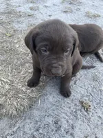 Reese, a female Labrador Retriever for sale in Mayo, FL – Photo 1 of 5