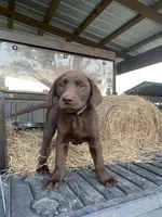 Silver, a male Labrador Retriever for sale in Mayo, FL – Photo 3 of 6
