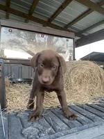 Silver, a male Labrador Retriever for sale in Mayo, FL – Photo 2 of 6