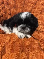 Snoopy, a male Shih Tzu for sale in Geneva, FL – Photo 2 of 6